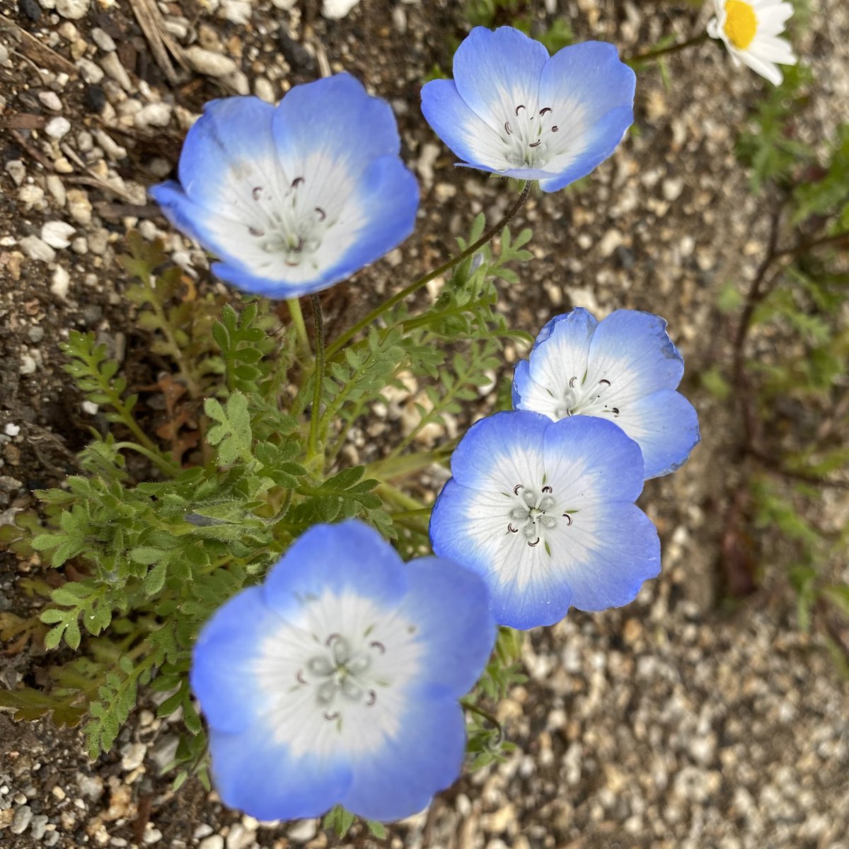 おーじ 山野草も野草も大好き على تويتر 花壇に ネモフィラ 左 オオイヌノフグリ 右 に 似てると思っていたけど そーでもなかった かわいいには違いない Tlを花でいっぱいにしよう