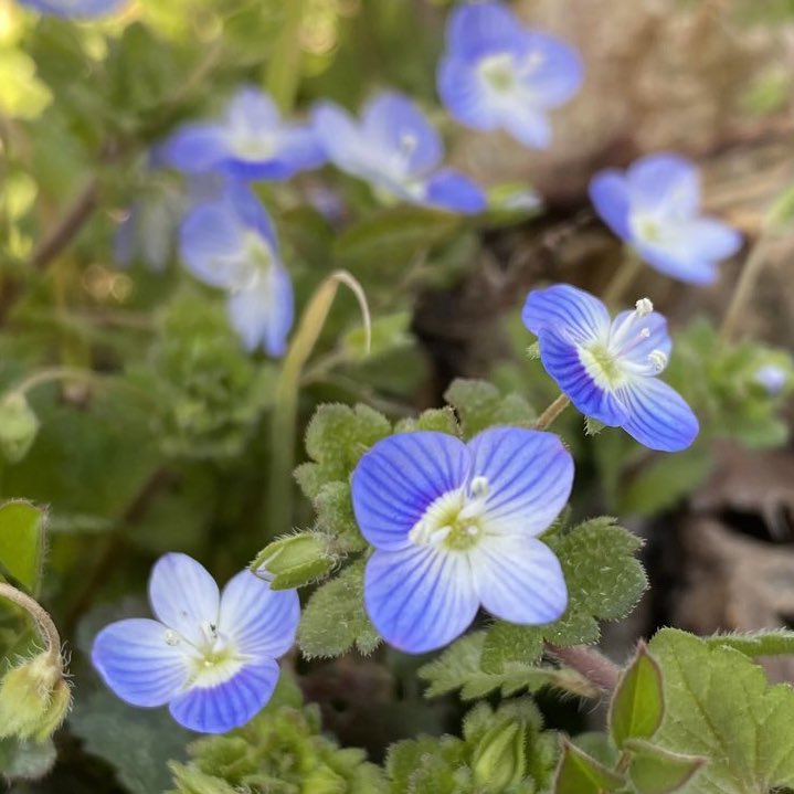 おーじ 山野草も野草も大好き على تويتر 花壇に ネモフィラ 左 オオイヌノフグリ 右 に 似てると思っていたけど そーでもなかった かわいいには違いない Tlを花でいっぱいにしよう