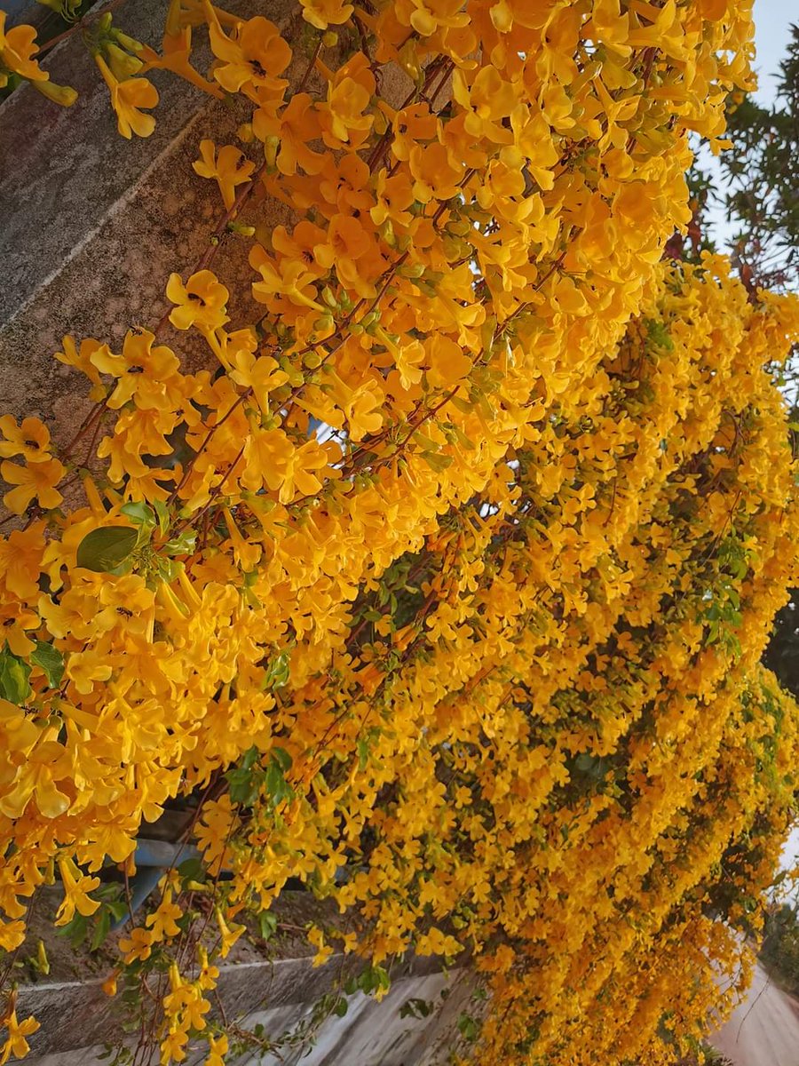 YinYinYangYang1's tweet photo. ต้นเหลืองชัชวาลย์ สวยจัง อยากหามาปลูกเลย https://t.co/9JljyAuEXV