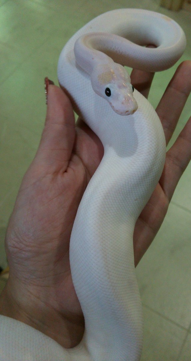 とみ子 爬虫類広場 新メンバー スーパーファイアの 白蛇 可愛いなーー 爬虫類広場 ボールパイソン