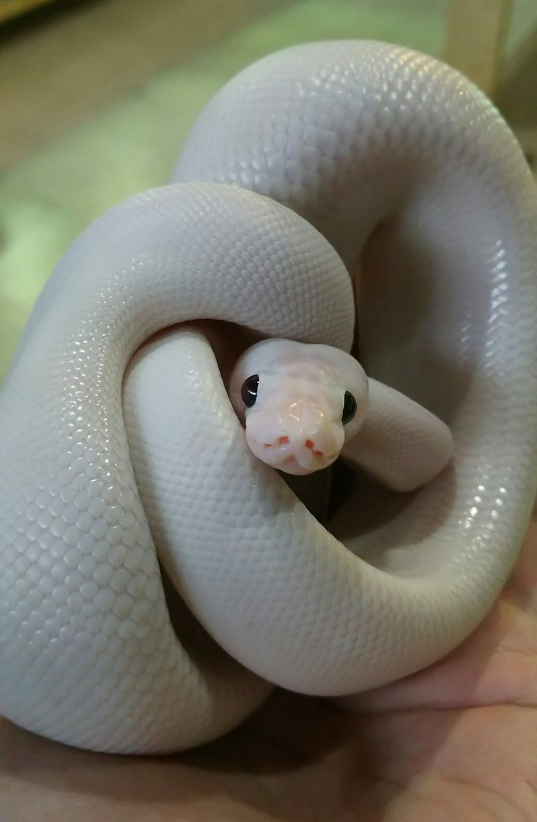とみ子 爬虫類広場 新メンバー スーパーファイアの 白蛇 可愛いなーー 爬虫類広場 ボールパイソン