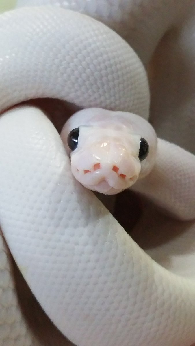 とみ子 爬虫類広場 新メンバー スーパーファイアの 白蛇 可愛いなーー 爬虫類広場 ボールパイソン