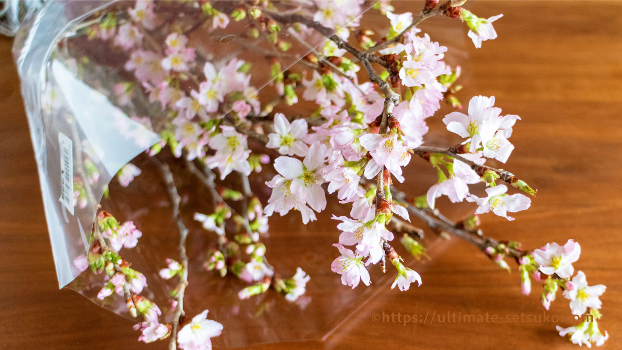 節子 食べ物が話題になりやすいコストコですが実は生花も買えます 今のおすすめは桜の花束 スプリングプレミアムブーケ 10本入りで1 900円くらいだったのでコスパ良い 今年はお家でお花見できそうですよ T Co Un3edkxnki Twitter
