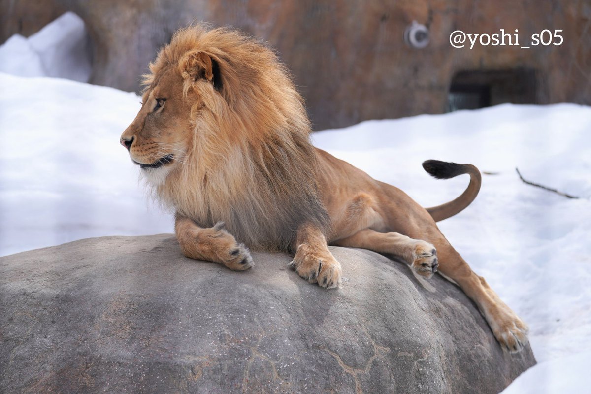 ヨッシー オリトかっこいい ライオン Lion オリト 旭山動物園