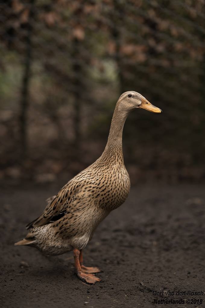 If Mona Lisa was a Runnerduck....  @SouthYeoFarm