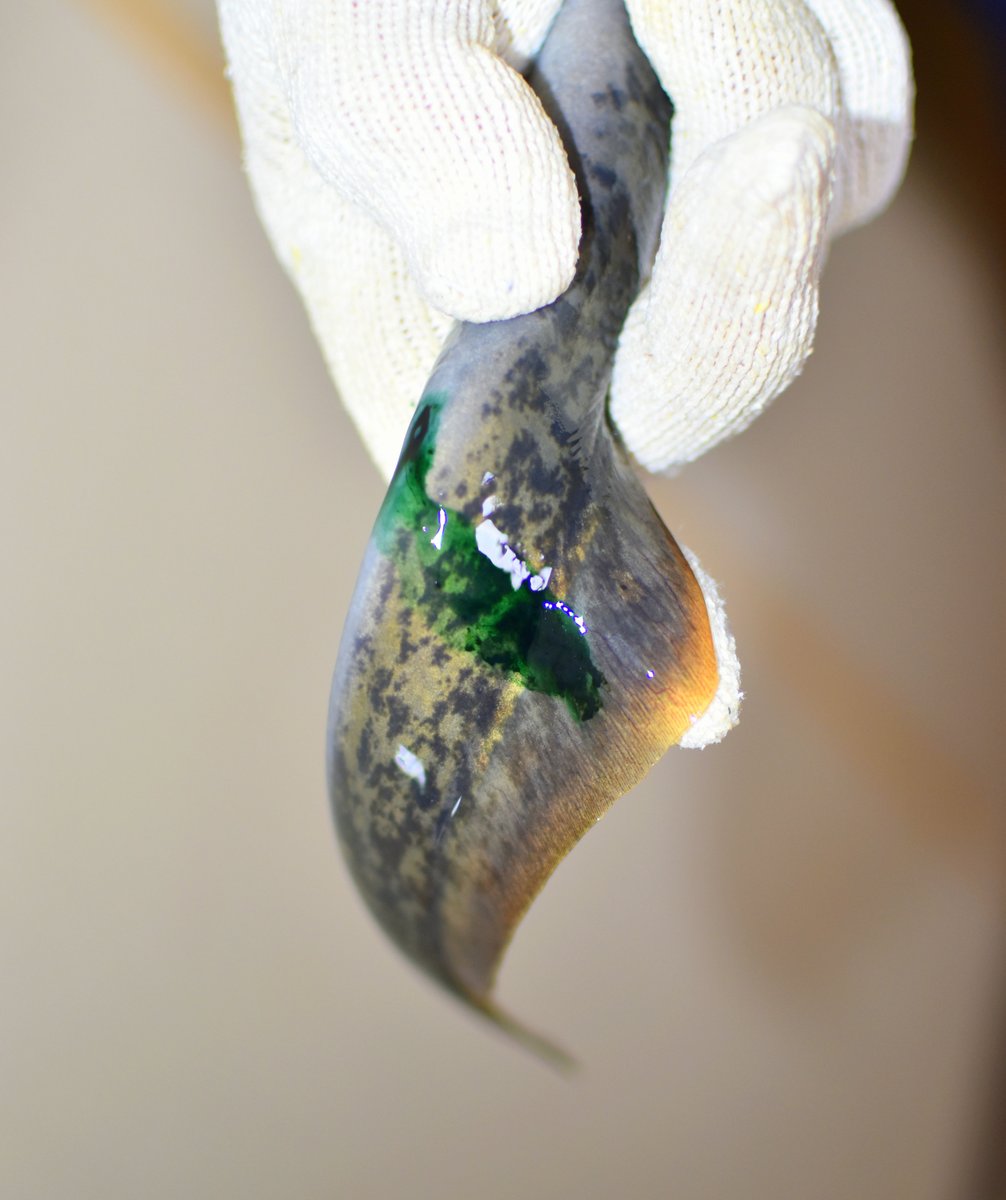 This #StPatricksDay, #GreatLakes researchers search for their scientific pot o’ gold in the emerald green poo of #sealamprey! GLFC-funded researchers found DNA from the lampreys’ last fish meal in the festive feces, improving our knowledge of host fish for this #invasivespecies.