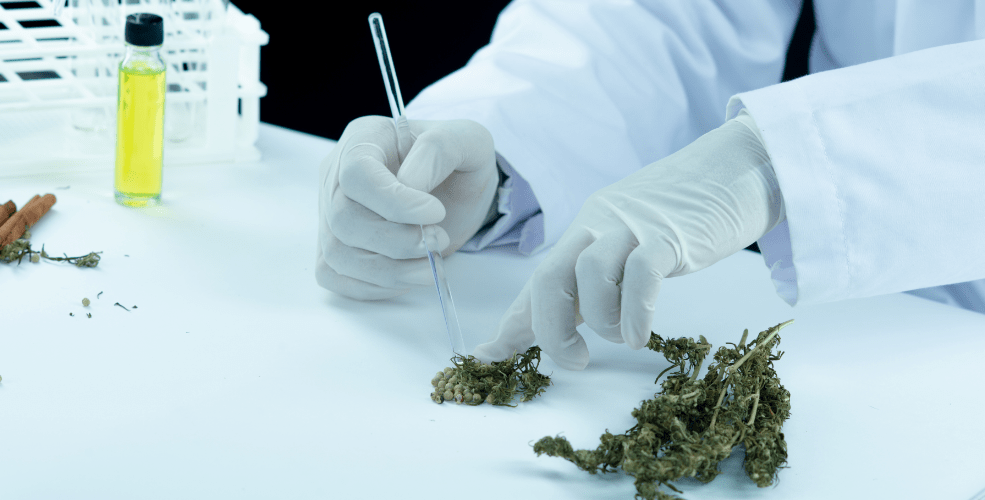 mca__uk's tweet photo. CBDH: A new cannabinoid for pain has been found in cannabis:

https://t.co/jN4xhQ8ARW https://t.co/4NGFxBaFqj