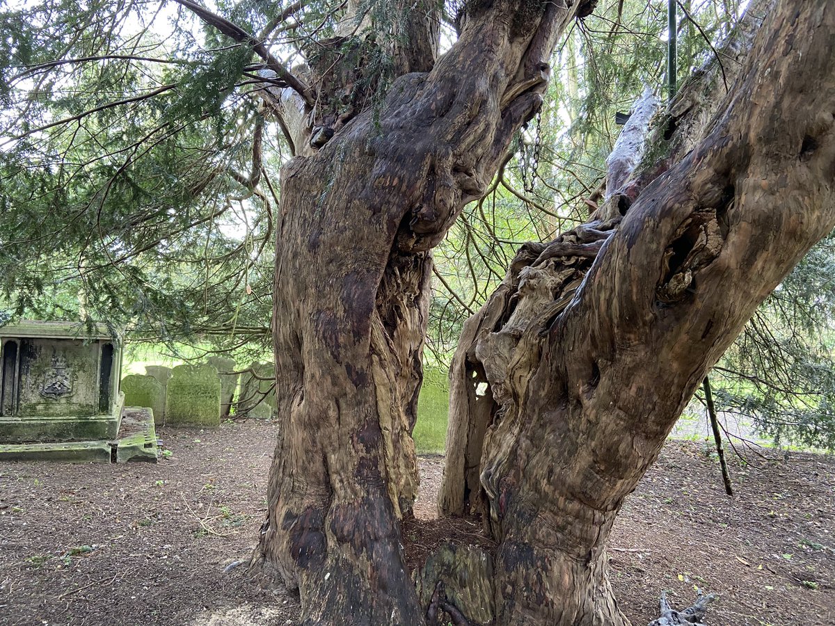 This Yew is situated in the churchyard of St Mary Magdalene ,Great Burstead ,Essex.
Some rather unconventional propping but well worth a visit.#ThickTrunkTuesday