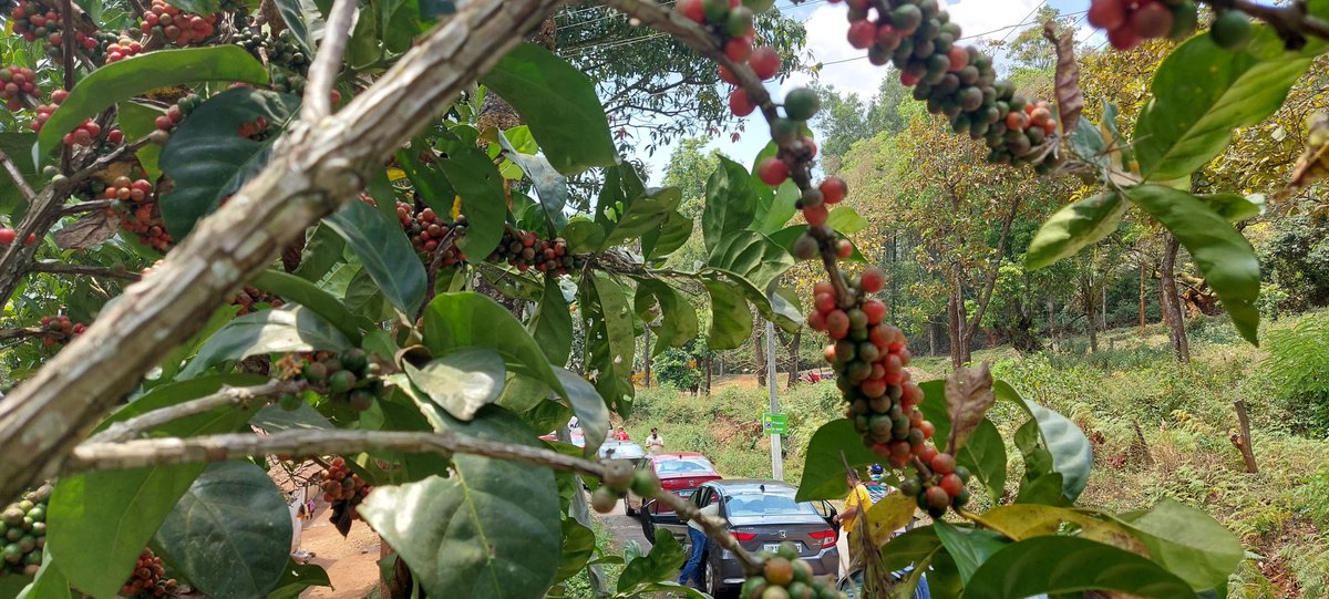 Clint__Thomas's tweet photo. A cup of hot and full-bodied coffee followed by a scenic drive along the lush coffee estates of Chikmagalur -- yet another day well spent with @HondaCarIndia #DriveToDiscover10 https://t.co/zh6f8hdn4C