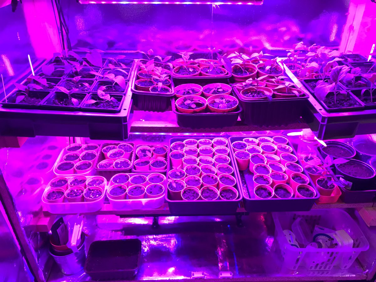 @GYOmag My DIY propagator box got upgraded with grow lights this year. The chillies and aubergines like it so much that I had to start potting on two weeks earlier than planned! #growwithgyo