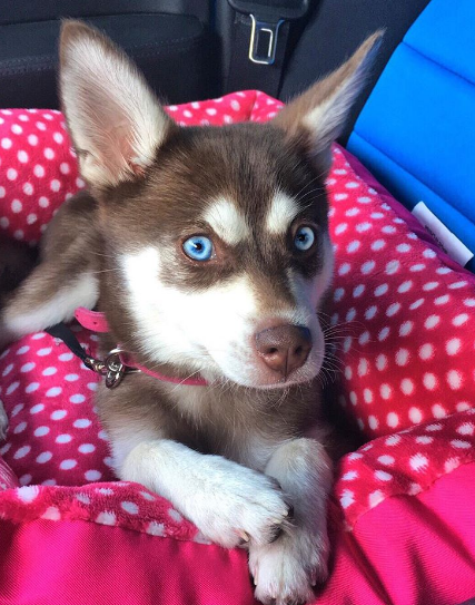 二度見するほど美しい生き物 V Twitter アラスカンクリーカイ ミニチュアハスキー とも呼ばれている犬 小さな体に凛々しい顔つきのギャップが人気の犬種で 豆しばサイズの大きさしかない子もいます 19年に誕生した種なので比較的新しい犬種になります