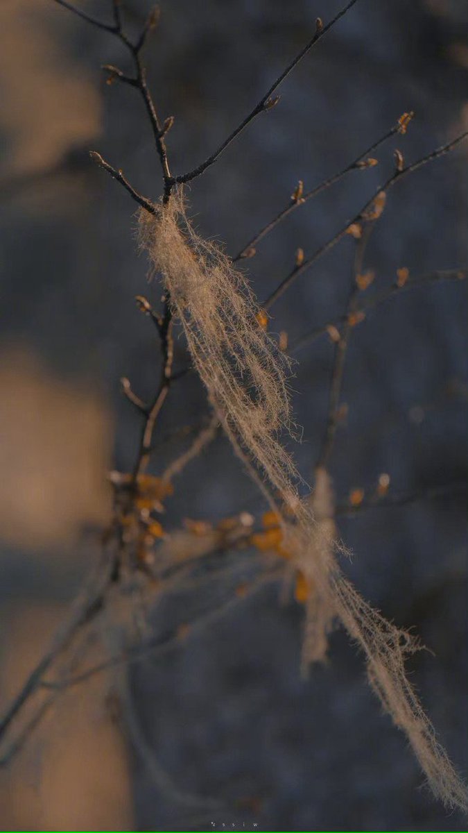如果爱一个人可以爱到尘埃里，是否有人爱尘埃里的你。