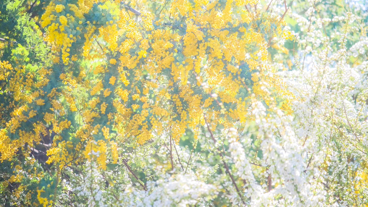 今日も、春は降り注ぐ…春の匂いがいっぱいの写真で元気をもらおう！