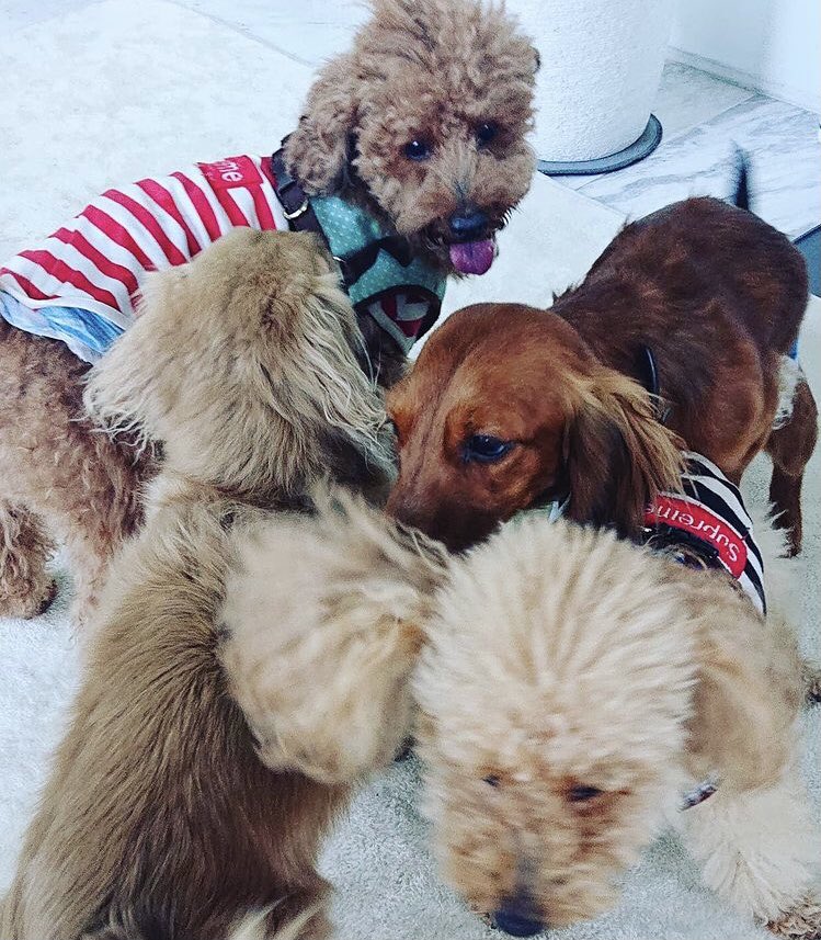 彦摩呂 本物 今日は きいちゃんこと 氷川きよし邸に お邪魔しています 先月 旅立ちました ココアちゃんの月命日です ソラ君 レオ君 ミルク君 ラテ君 皆 久しぶりに集まったね ココア いつも ありがとう また 会おう