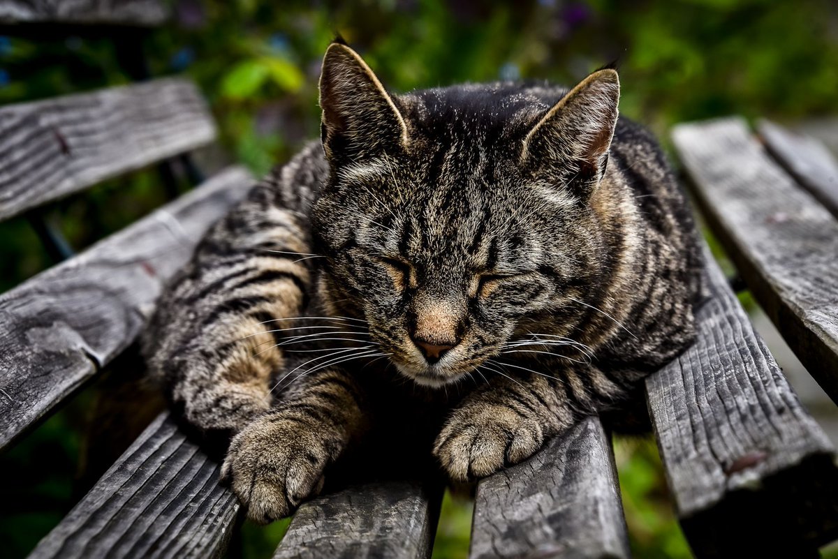 GuruShots tweet media