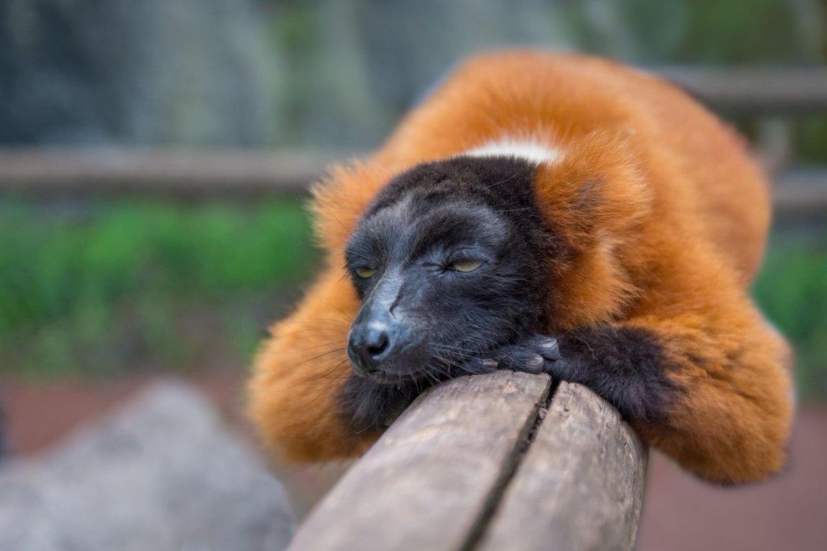 GuruShots tweet media