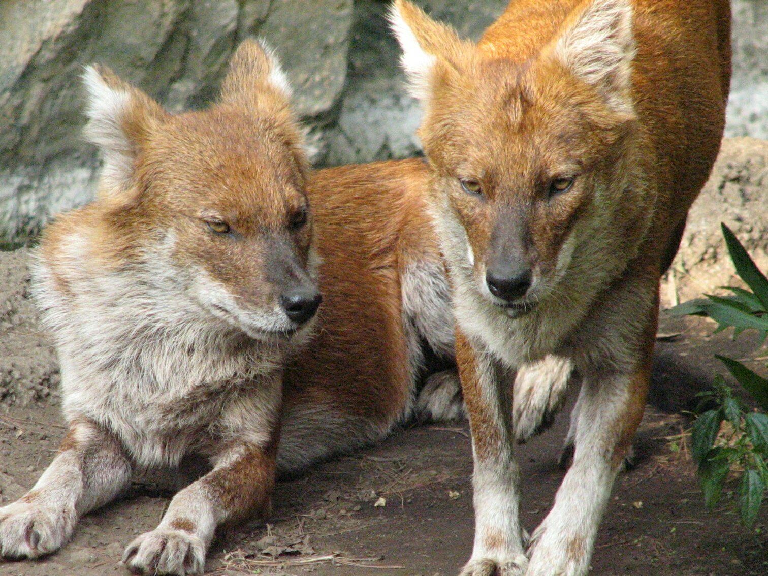 Tomama ドールの懐かし画像です 再掲のものを含む 1枚目 05年 ズーラシア 2枚目 07年 上野動物園 3枚目 08年 とべ動物園 4枚目 14年 天王寺動物園 T Co Aca8nz0qqo Twitter
