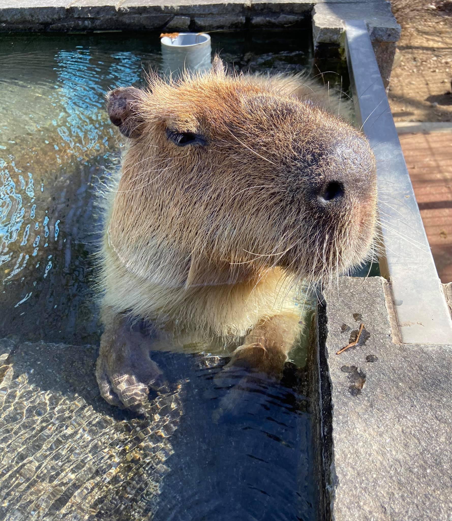 埼玉県こども動物自然公園 公式 今年度もカピバラ温泉は3月いっぱいで終了です 暖かい日はひなたぼっこをしているカピバラが多いですが オスの秋馬はお湯に浸かっていることも そんな秋馬の最近のお風呂の浸かり方 前足を階段にちょこんと乗せて