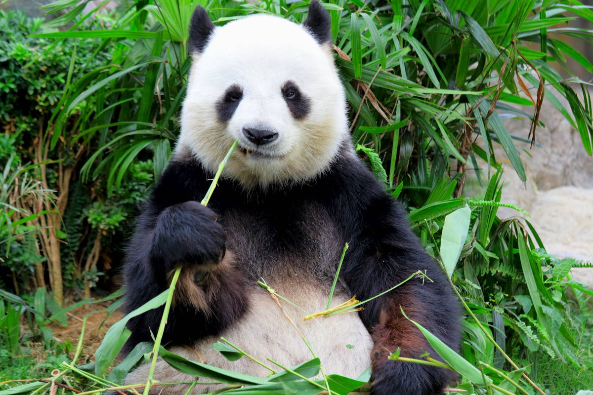 law_agents's tweet photo. HAPPY NATIONAL PANDA DAY! 🐼
On March 16th 2021, National Panda Day draws attention to one of the world's unique bears. Pandas are also one of the world's most endangered and adored animals. 
#Nationalpandaday https://t.co/iwD18QBFOe