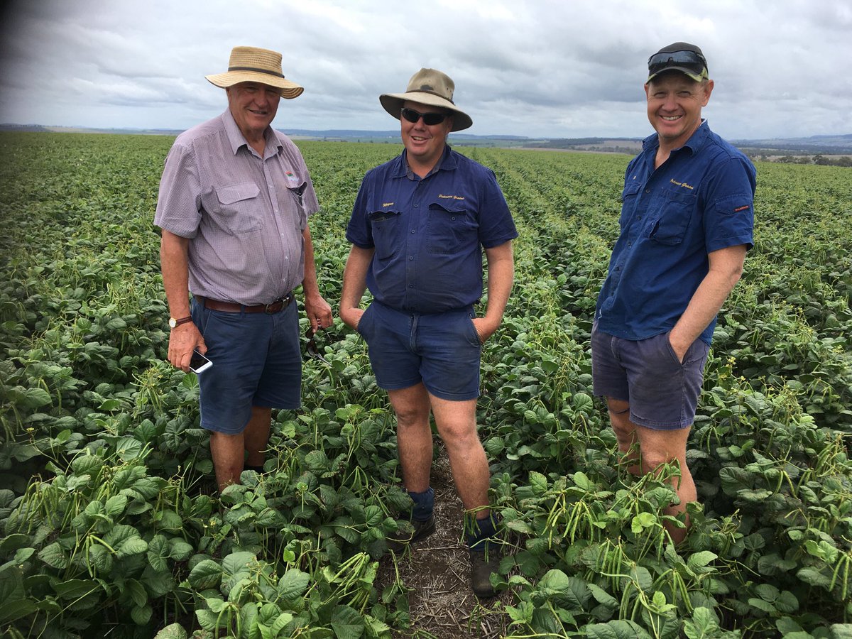 PBAgrifoods came to check the mung beans they wan,t to buy. We,ve been blessed with a good summer break. Hope every body is now scoring.