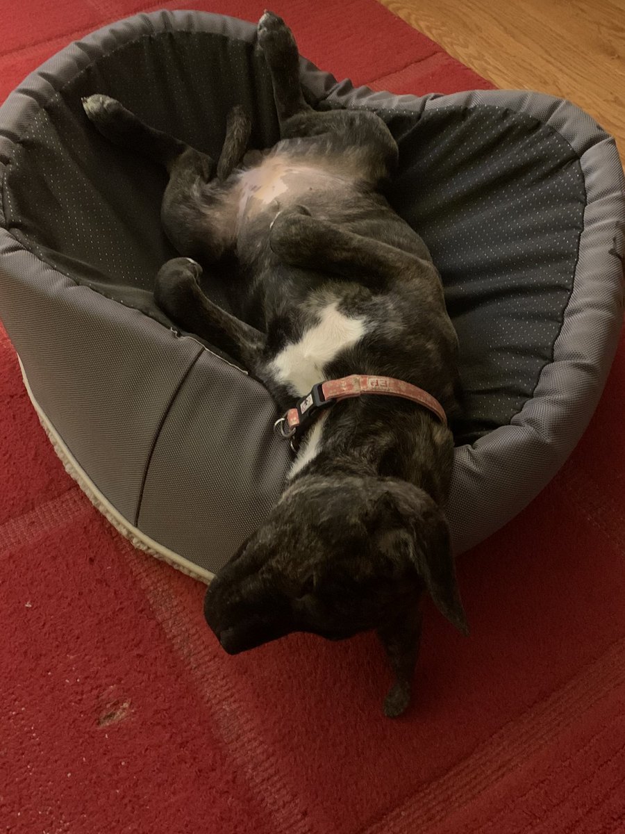 mirandall94's tweet photo. @WTARescue Rosie loves her bed...upside down. https://t.co/ijEfQyHqo5
