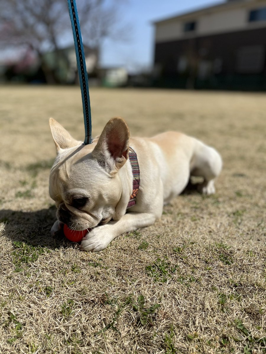 フレンチブルドッグのstump 落ちてたボール遊び 食べちゃわないか怖かったー フレンチブルドック