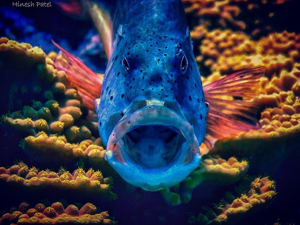 Diveasapp tweet media