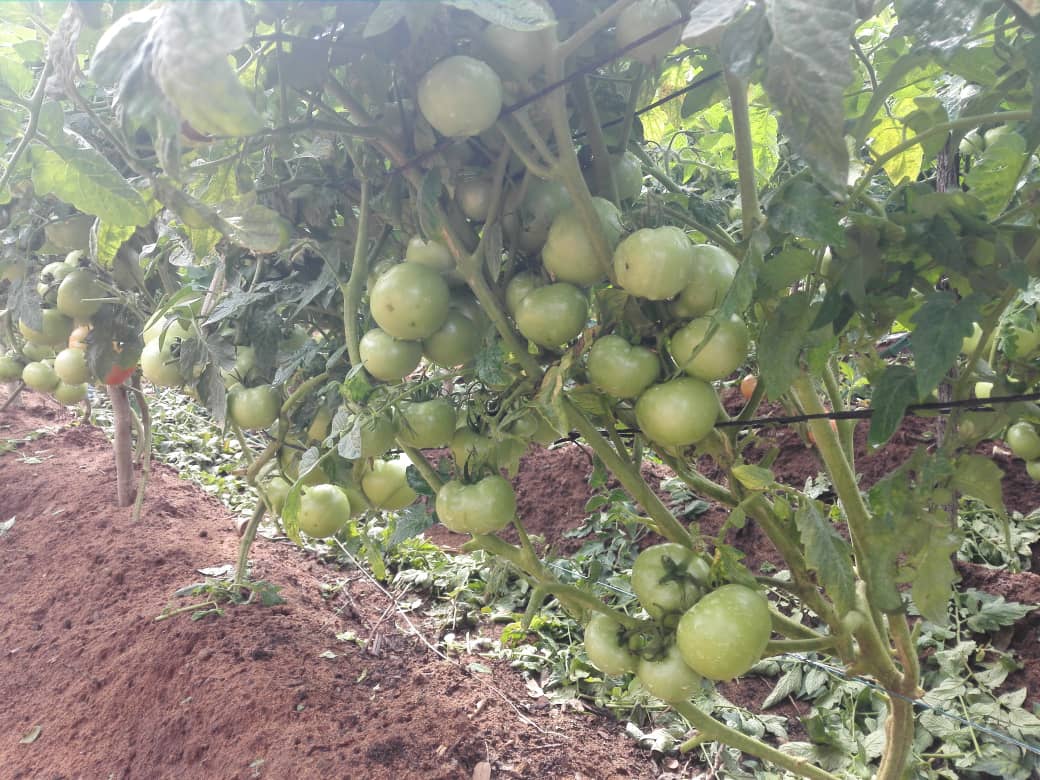 Starke Ayres Zambia - Star 9037 is an indeterminate long shelf life tomato  hybrid suited to open-field production for the fresh market. In Summer  plantings the first fruit will mature in 90 
