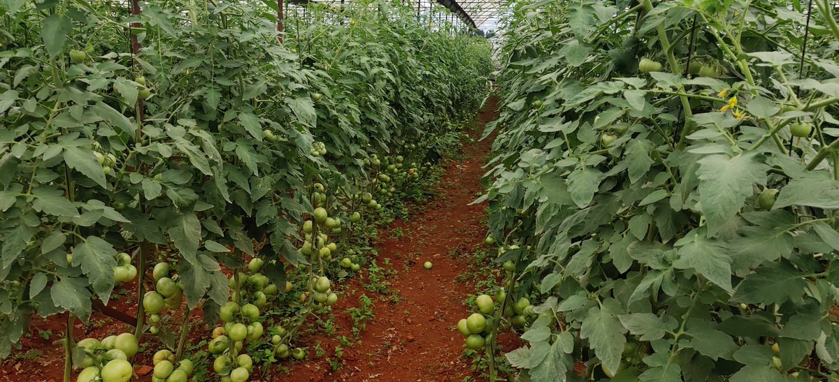 Charterseedsofficial on X: Tomato Star 9009 Aka Chamboko chewaya at Mr  Muzite's farm in Chipinge and planted 3000 plants . Star 9009 performs well  in rain season,yield potential 120-140 tonnes per ha