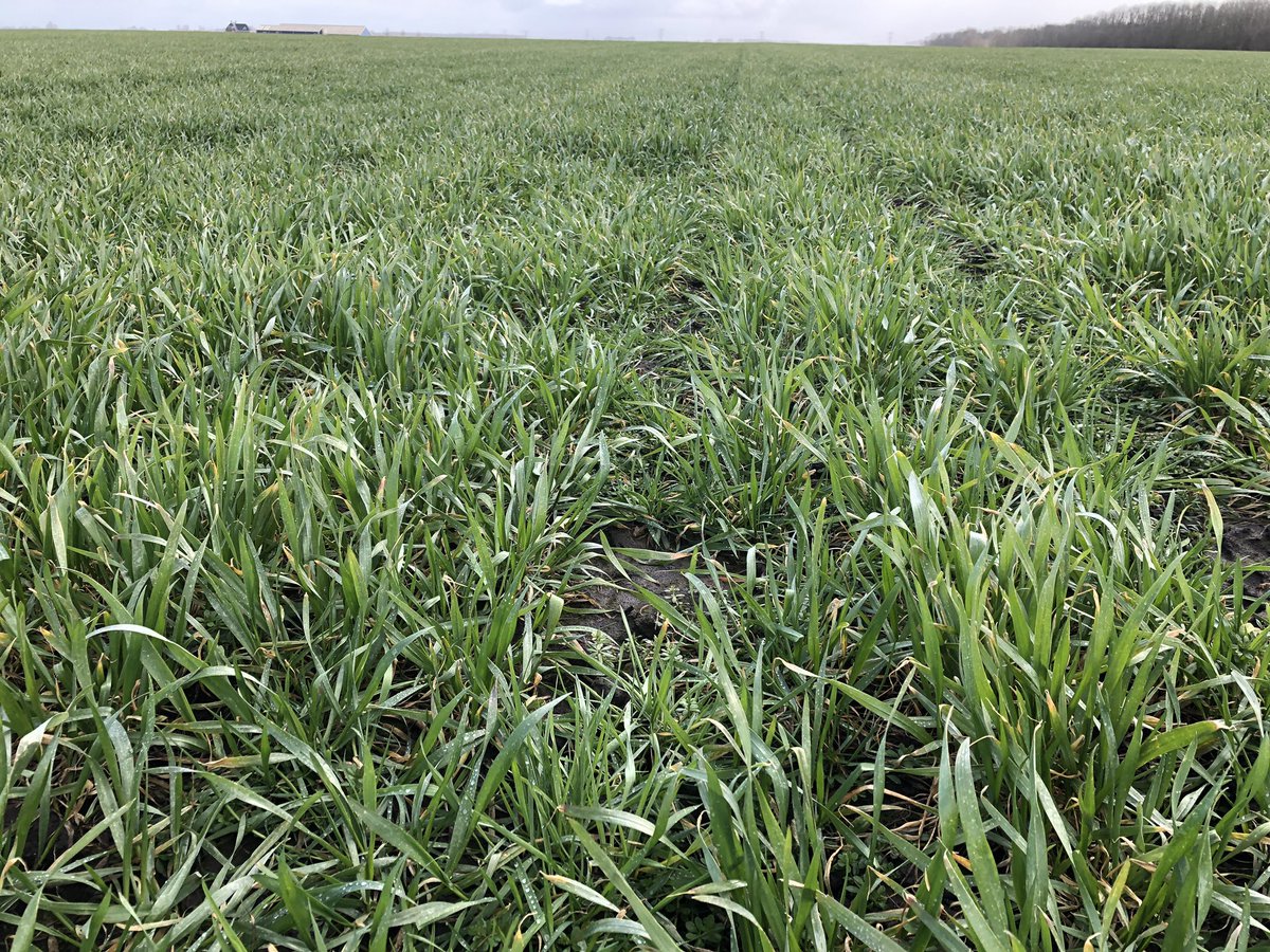 SUwland's tweet photo. Mooie #tarwe, ontwikkeling gaat toch door ondanks de wat lage temperaturen. Ook de #duist staat niet stil. Als het kan aan de slag met de onkruidbestrijding! #Othello #AtlantisStar #onkruid @BayerCropNL #teambayerbenelux #akker #wheat #weeds #blackgrass https://t.co/FKPLUDuWaH