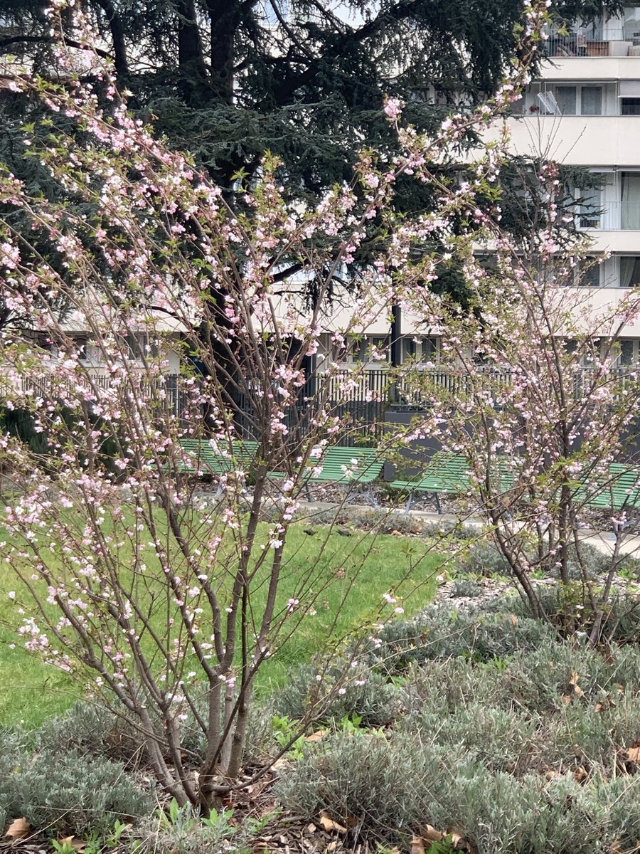 Florian Sitbon (@floriansitbon) on Twitter photo 🌳🌿Très heureux de visiter avec <a href="/C_Najdovski/">Christophe Najdovski</a> et <a href="/Philippe_Goujon/">Philippe Goujon</a>, le nouveau square des #Périchaux à #Paris15 ! Ouverture imminente !
Avec ses jeux pour enfants, sa belle réalisation paysagère et ses bancs, ce nouvel espace vert donnera au quartier une nouvelle perspective ! 🌳🌿Très heureux de visiter avec <a href="/C_Najdovski/">Christophe Najdovski</a> et <a href="/Philippe_Goujon/">Philippe Goujon</a>, le nouveau square des #Périchaux à #Paris15 ! Ouverture imminente !
Avec ses jeux pour enfants, sa belle réalisation paysagère et ses bancs, ce nouvel espace vert donnera au quartier une nouvelle perspective !