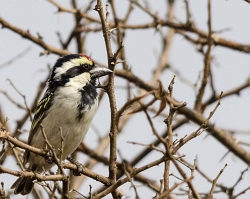 SA_birdatlas's tweet photo. Interested to contribute to #science? Then #atlas! We need your bird records to help us map bird distribution in #southernafrica! 

Visit https://t.co/ABrP6rBCAP 

#SABAP2 

📸A.Archer https://t.co/P76AsQGC5z