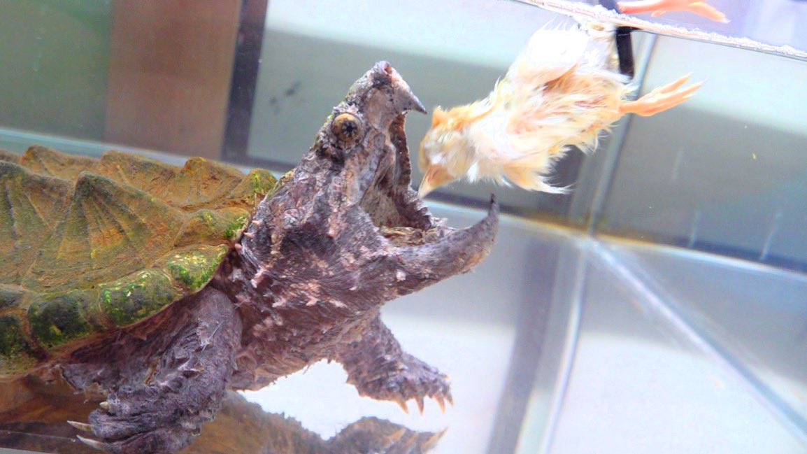 選抜祭】④ 鰐亀 つつみこま ワニガメ 子株 ダブルヘッド OC ぶつぶつ 