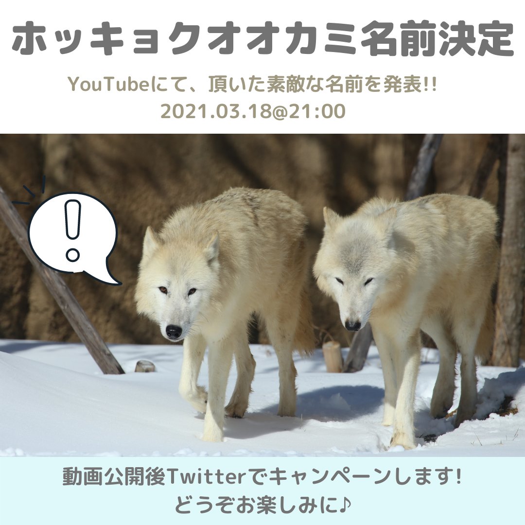 nasu animal kingdom tweet media