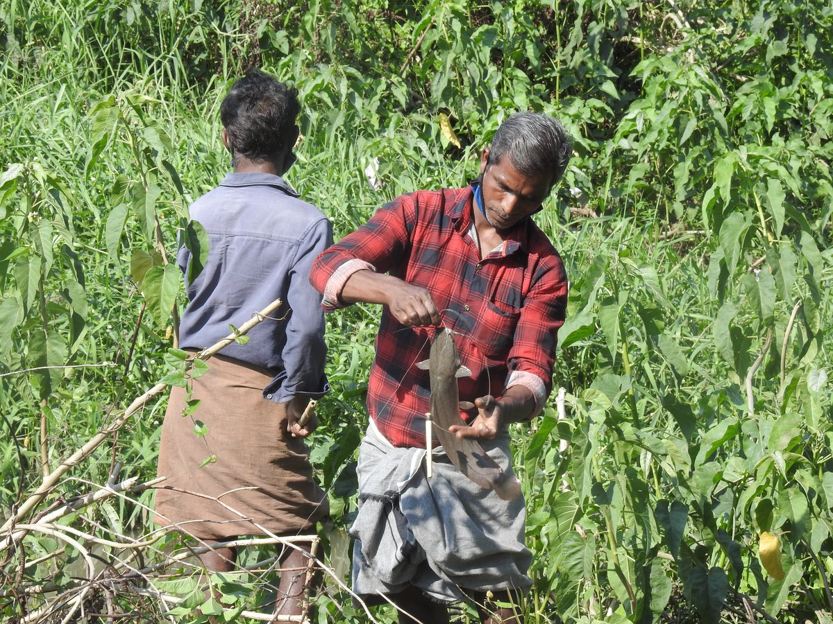 Cat Fish Eradication drive at Periyar Tiger Reserve. 16-21 March 2021. International Forestry day campaign.
@vivek4wild @kufos_kochi @FisheriesGoI @ICAR_CMFRI @sanjayankumar #catfish #forest https://t.co/4ioObRN8AB