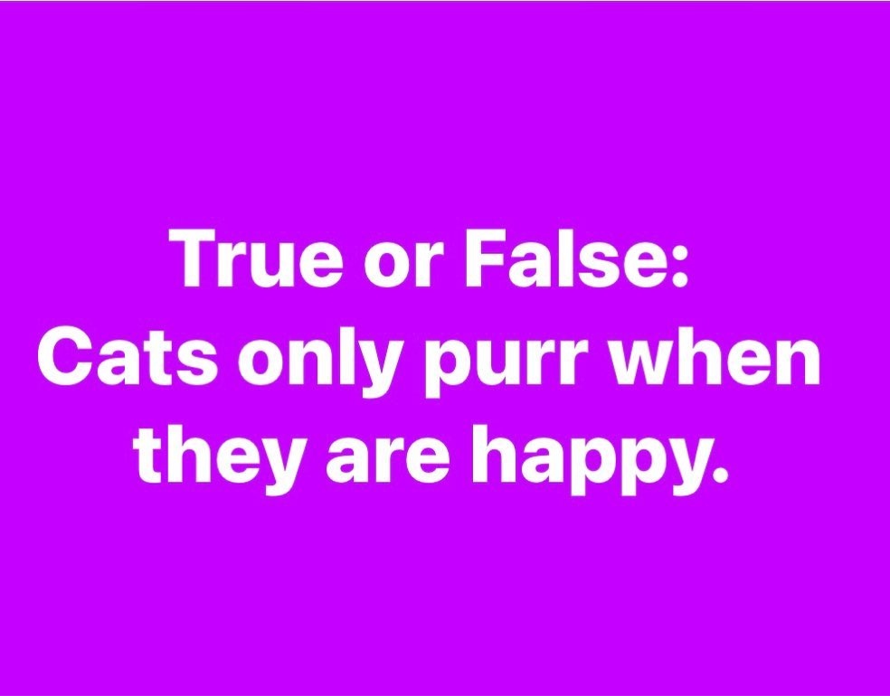 KittyFloofsVids's tweet photo. ⁠What are your thoughts?? 🤔

💥Viral and Entertaining Cats by @kittyfloofs  ⁠
🗯️Have Fun and Learn About Cats With @kittyfloofs⁠

#catinlove #stretchingcat #tolaugh #catsbest #catsagramcats #funycat #smudgekissed #instacatsgrams #catscrazy #catagrams https://t.co/7oDRzPZ9Ra