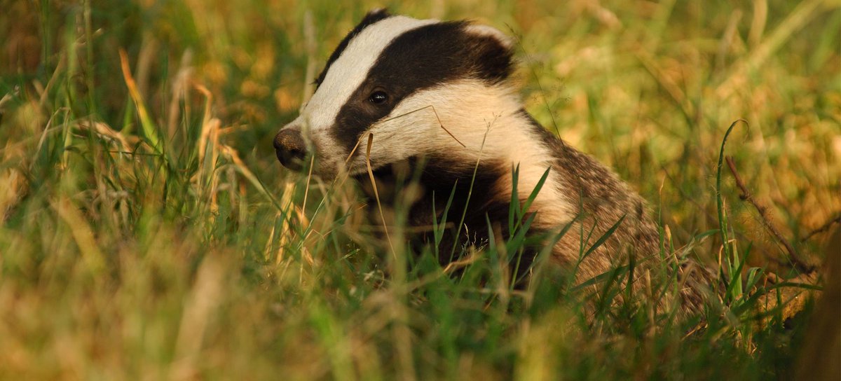 The Government are asking for your thoughts on when to stop issuing badger cull licenses. Respond now! 👉 wtru.st/stand-up-for-b… 

<a href="/SomersetBadgers/">SomersetBadgerGroup</a> <a href="/somersetmammalg/">Somerset Mammal Group</a> <a href="/SWTSimonC/">Simon Clarke</a> @g_stokes18 @SWTwellbeing