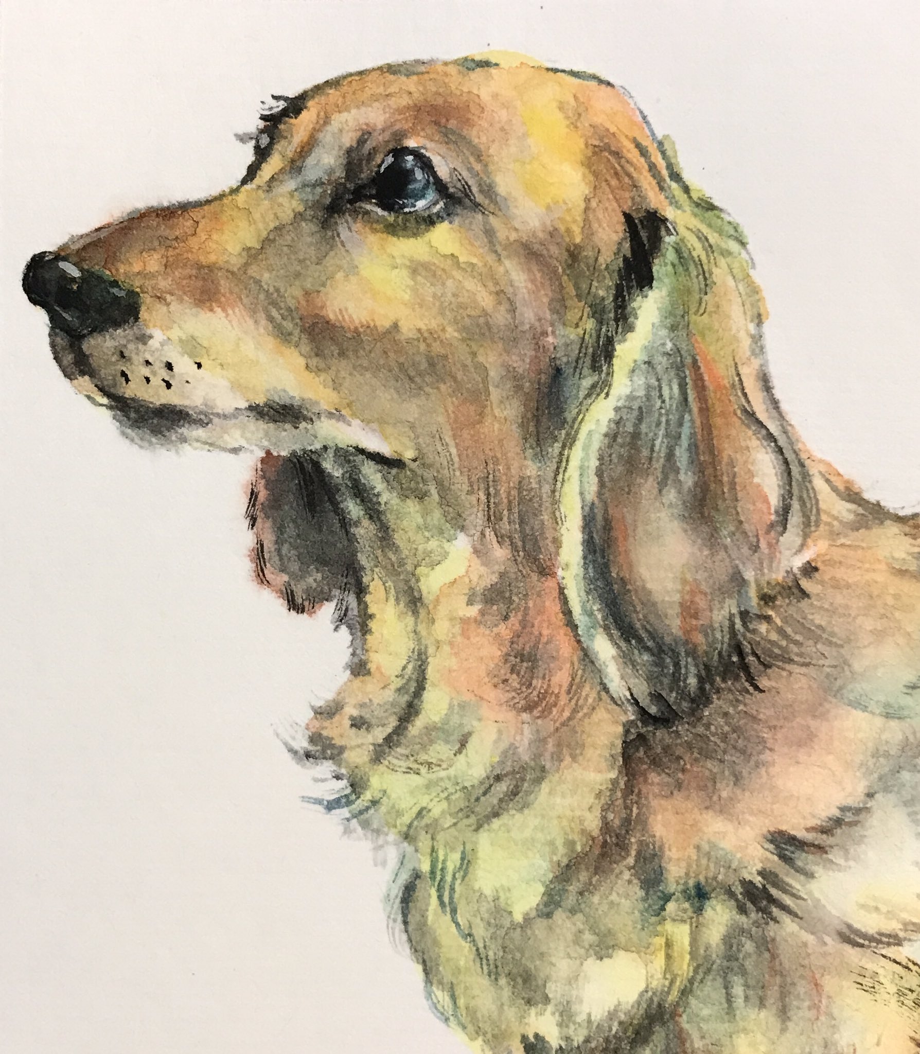 いより ミニチュアダックスフントさま 犬 Dog イラスト 水彩 T Co 8jpyivyamo Twitter