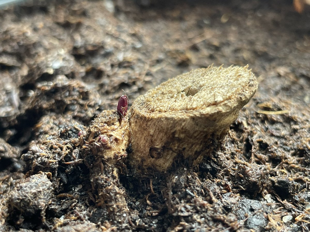 Cantaloupie's tweet photo. Is this what I think it is?! Yes it’s hard to see but it looks like this dahlia tuber is coming back to life 😍 #mygarden https://t.co/PMeycLnB1K