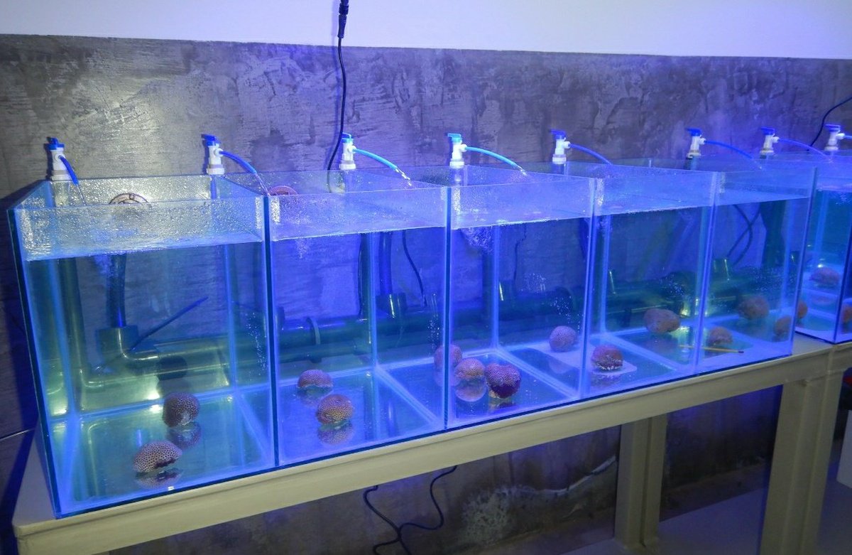 From the field to a #globalwarming simulation in the lab. Will the tough #Siderastrea cope with a "hot" experiment? Stay tuned to find out 🤓