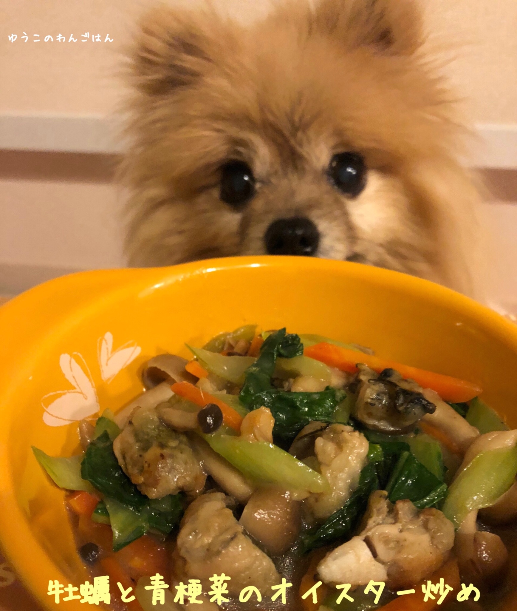 かとうゆうこ ペットに手作り食 ゆうこのわんごはん 3 16 牡蠣と青梗菜のオイスター炒め をぺろりんこ ゆうこのわん ごはん わんごはんレシピ ポメラニアン ポメラニアンえびす 牡蠣と青梗菜のオイスター炒め 犬とおそろいごはん 犬ごはんレシピ かとうゆうこ ペットに手作り食 ゆうこのわんごはん 3 16 牡蠣と青梗菜のオイスター炒め をぺろりんこ ゆうこのわん ごはん わんごはんレシピ ポメラニアン ポメラニアンえびす 牡蠣と青梗菜のオイスター炒め 犬とおそろいごはん 犬ごはんレシピ