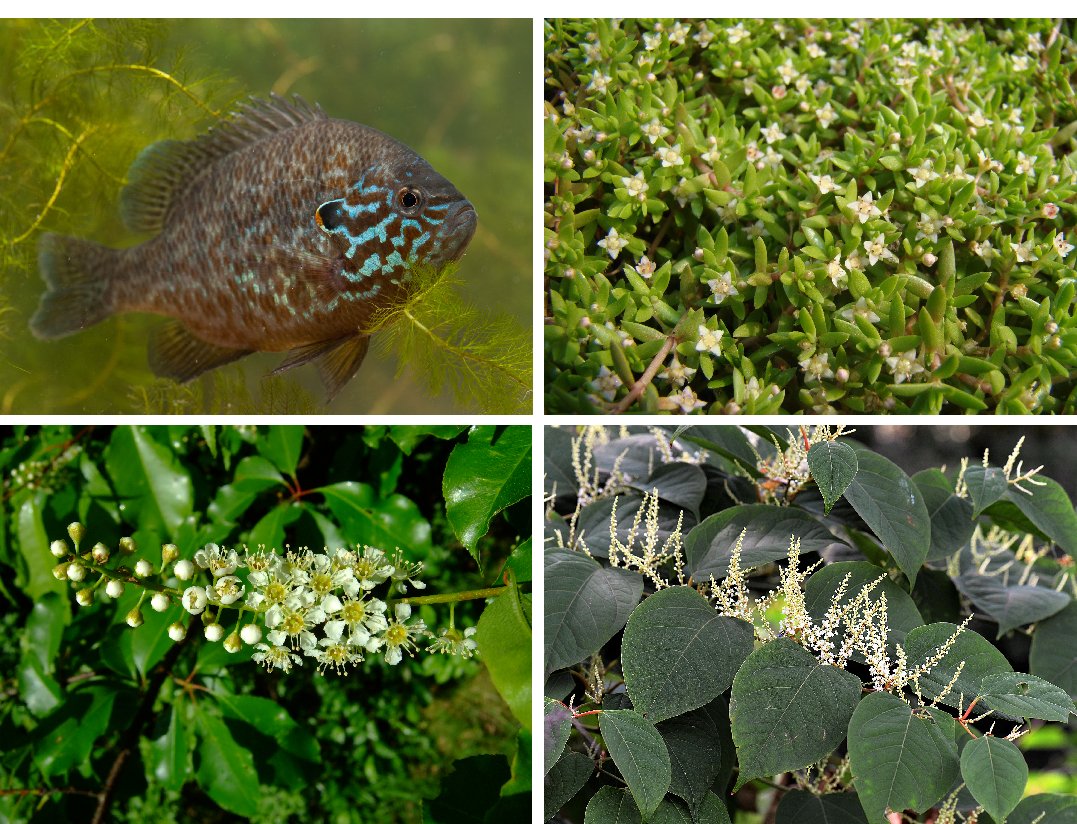 Het <a href="/LIFEprogramme/">LIFE Programme</a> project #LIFEResilias laat zien hoe je dominantie van invasieve #exoten voorkomt door de veerkracht van bos en natuur te versterken. Benieuwd naar deze #ecosysteemaanpak? @StBargerveen &amp; <a href="/BosgroepZuidNL/">Bosgroep Zuid NL</a> demonstreren het de komende 7 jaar resilias.eu