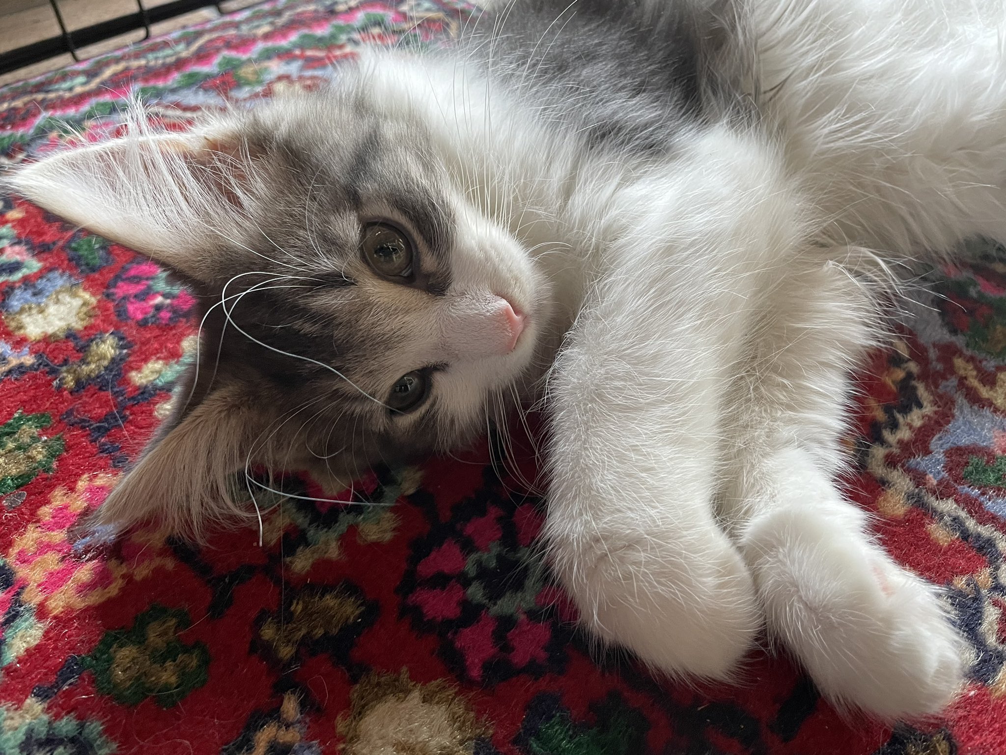 Polta メインクーン猫垢 A Twitter ジン太 君はアレだね あざといね かわいい メインクーン あざとかわいい 子猫 猫のいる暮らし T Co Kh1xumu5y2 Twitter