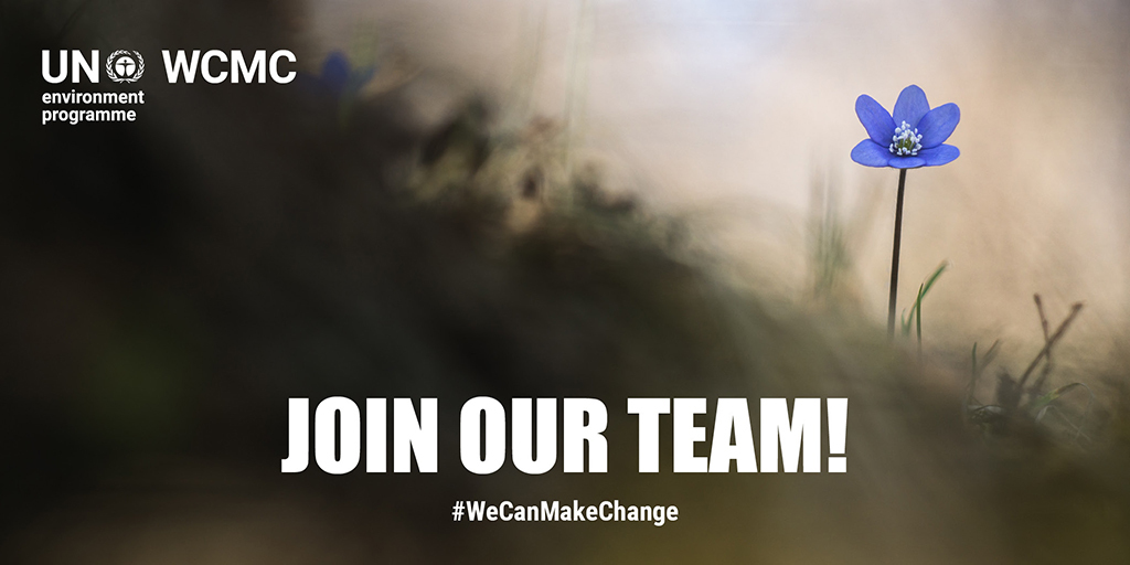 unepwcmc's tweet photo. Are you an ambitious environmental graduate looking to take your career to the next level with a global centre of excellence in biodiversity data, information and knowledge? 👨‍💻👩‍💻 

Here is an opportunity to join our team as an Associate Programme Officer!👉https://t.co/CctvY0Yzbl https://t.co/GvZifmy51L
