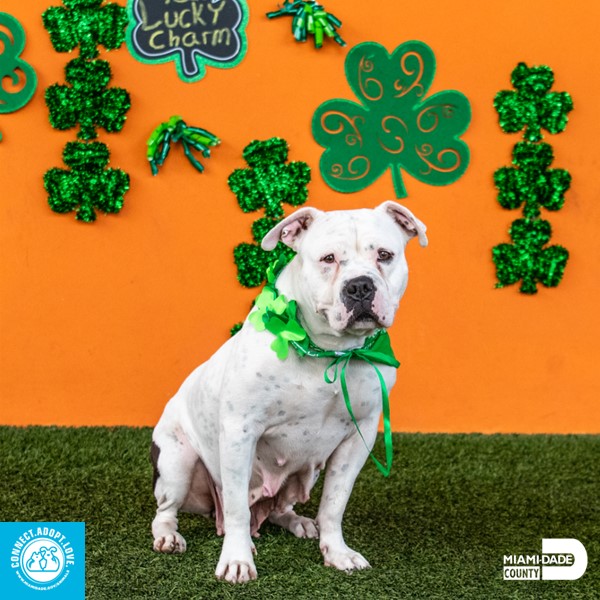 AdoptMiamiPets's tweet photo. Molly A2209384 wants to be your lucky charm.  She is a super sweet 2-year-old American Bulldog.  She is active and has the energy you'd expect of a vivacious young lady. She is playful but also loves cuddles and back scratches. Come find your lucky charm at Animal Services. https://t.co/oZsVpTR1up