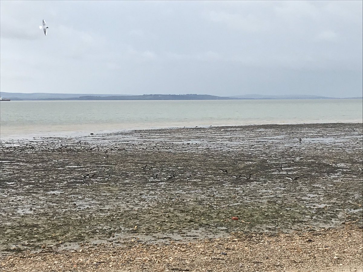 Chazzeremily's tweet photo. We were #birdaware & made sure to leave plenty of space for the birds on the foreshore. Sadly we saw others allowing their dogs to run straight at a flock of Brent Geese π’Completely avoidable disturbance to vulnerable wildlife @LepeCountryPark @BirdAwareSolent https://t.co/CafygWPcbH