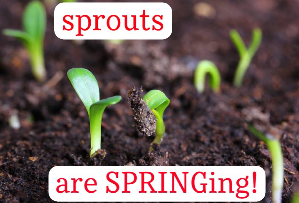 beautifydecatur's tweet image. #Spring2021 #DaysUntilSpring #SpringCountdown #GardenersWorld