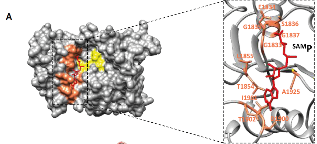 Valle et. al. at UMR crystallised the Ebola methyltransferase domain of the 'large' L protein. Crystals were obtained after a hit on the Molecular Dimensions ProPlex screen. #CalibreScientific #structurebiology #crystallisation #crystallisation #ebola