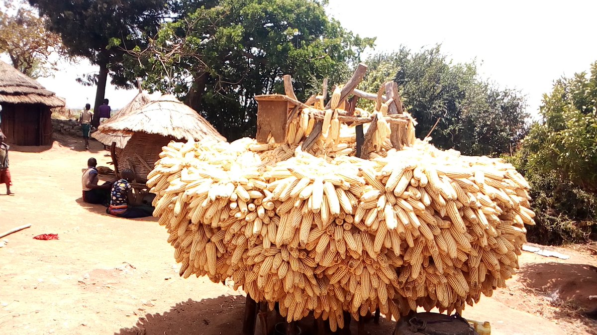 Arid Landscape Initiative - (ALIN Africa) tweet media