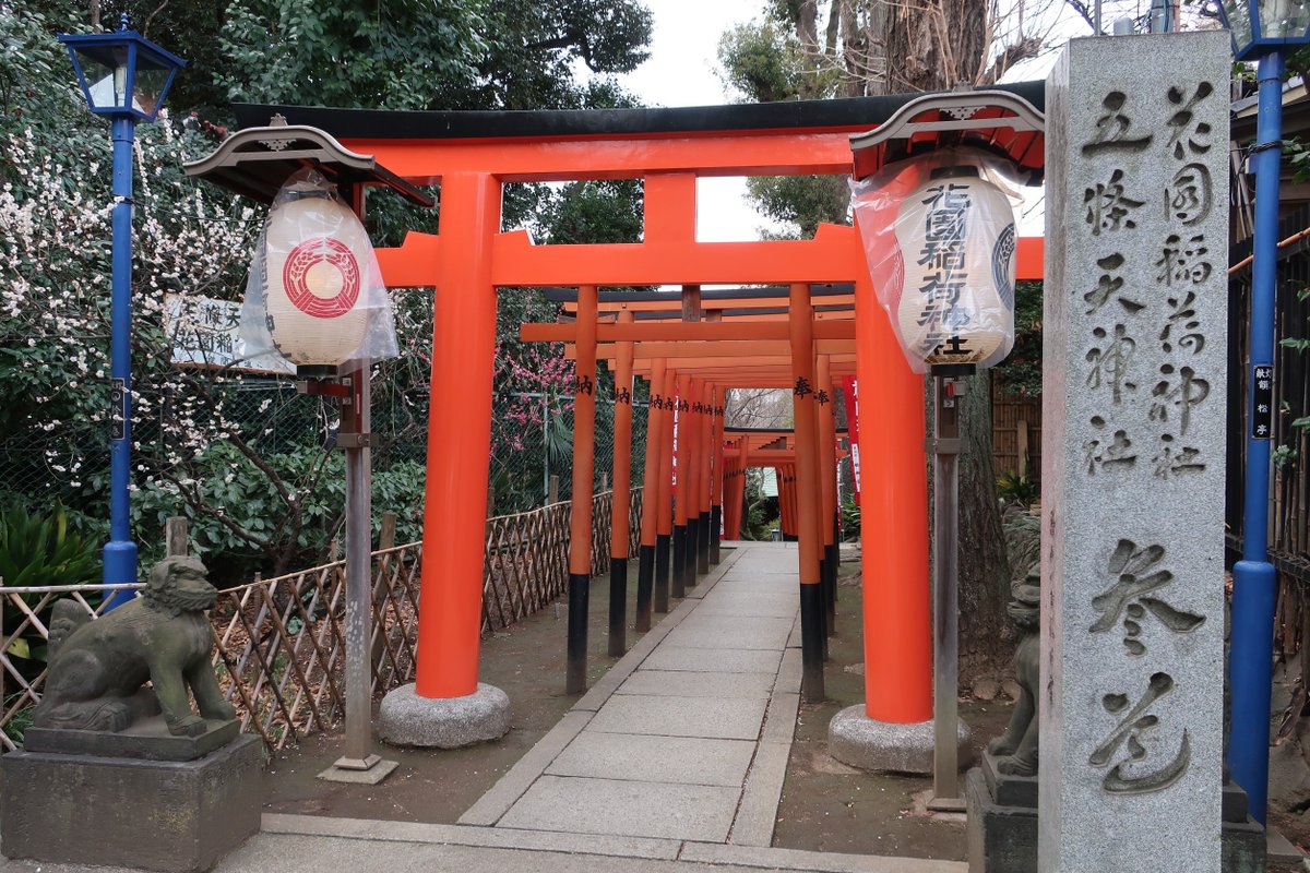 Komi Show 花園稲荷神社 上野公園 21 02 18 都内では比較的鳥居が多く並んでいる稲荷神社 上野公園 梅 鳥居 上野 Ueno 花園稲荷神社 花園稲荷 稲荷社 Komi Show 花園稲荷神社 上野公園 21 02 18 都内では比較的鳥居が多く並んでいる稲荷神社 上野公園 梅 鳥居 上野 Ueno 花園稲荷神社 花園稲荷 稲荷社